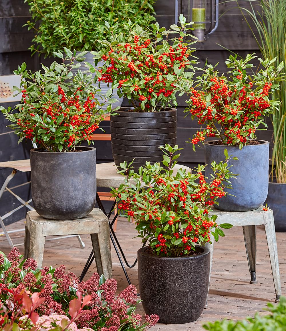 baldur-garten-ilex-jingle-bells-2-liter-topf-30-40-cm image 3