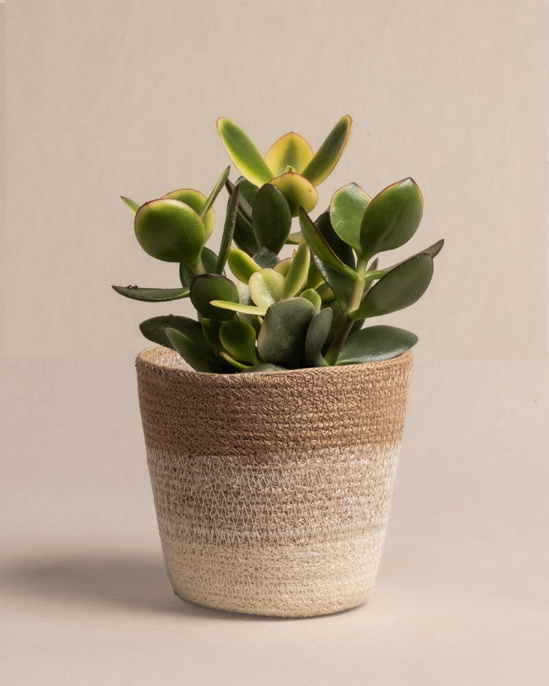 feey-geldbaum-panaschiert-crassula-ovata-topf-14 image 7