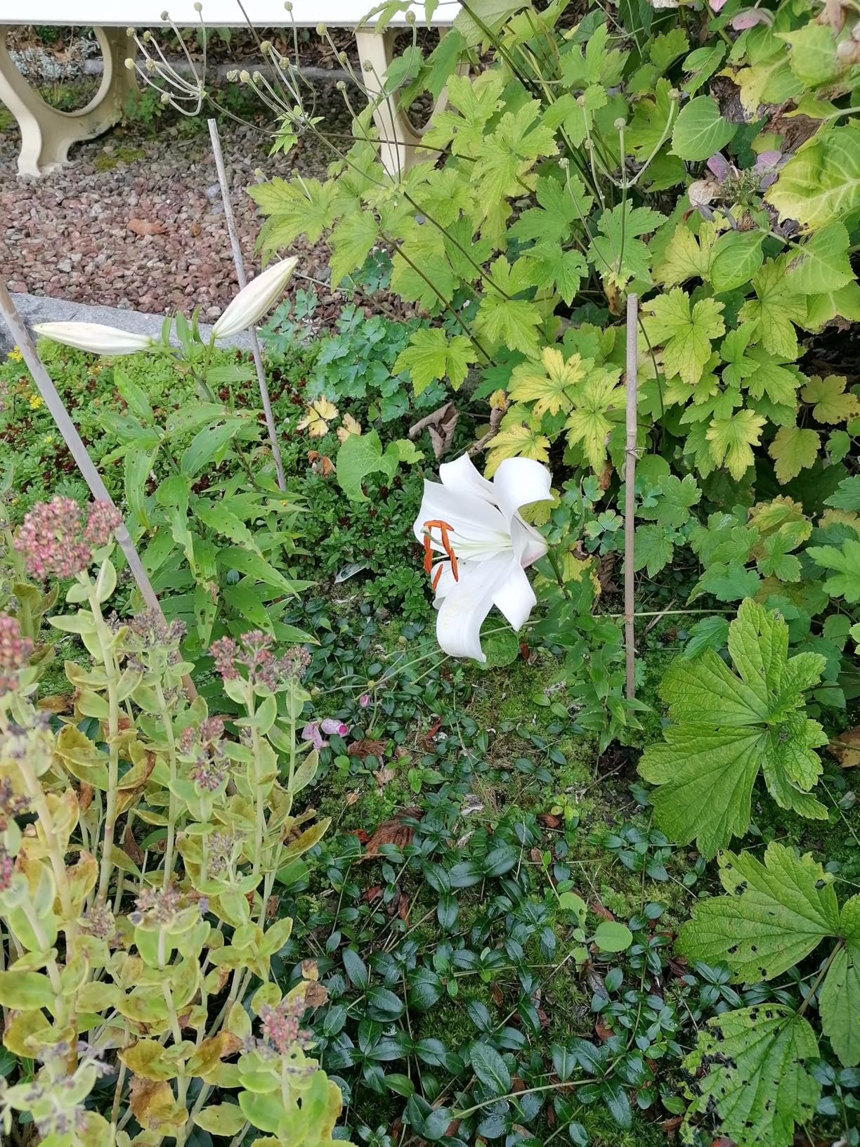 Alle Zwiebeln ausgetrieben