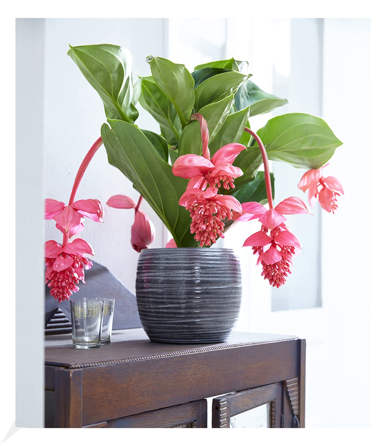baldur-garten-spathiphyllum-einblatt-55-65-cm-im-17-cm-topf image 5