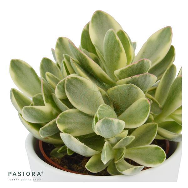 pasiora-crassula-money-maker-variegata-sukkulente-6-cm image 1