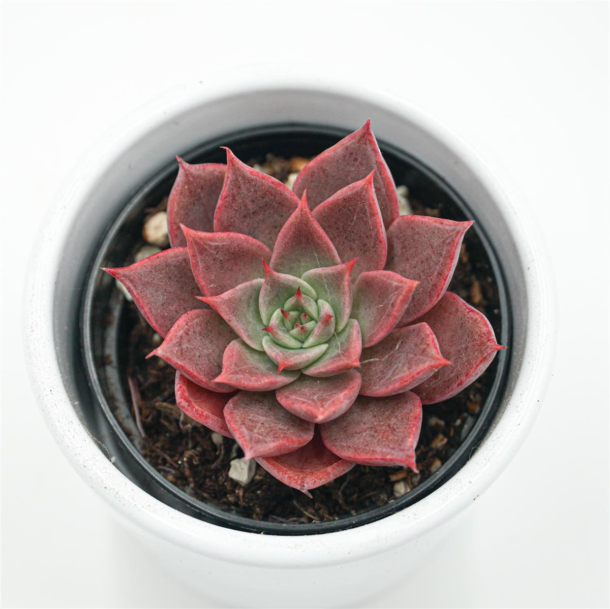pasiora-echeveria-rosacea-echeverie-6-cm-topf image 1