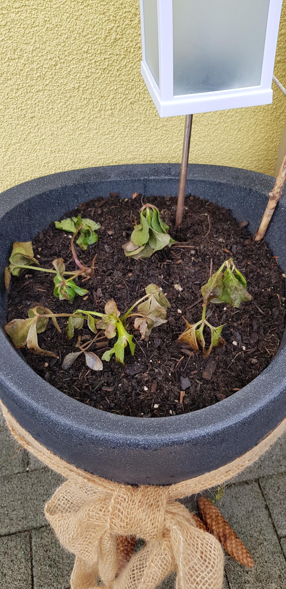 Wunderschöne Rarität