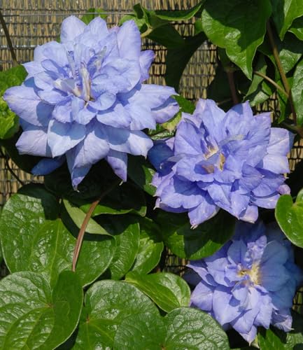 baldur-garten-clematis-crater-lake-2-liter-topf-60-80-cm-himmelblaue-riesenbl-te image 4