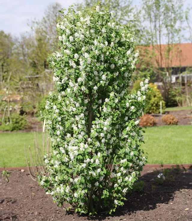 baldur-garten-felsenbirne-amelanchier-obelisk-s-ulen-obstpflanze-im-3-liter-topf image 1