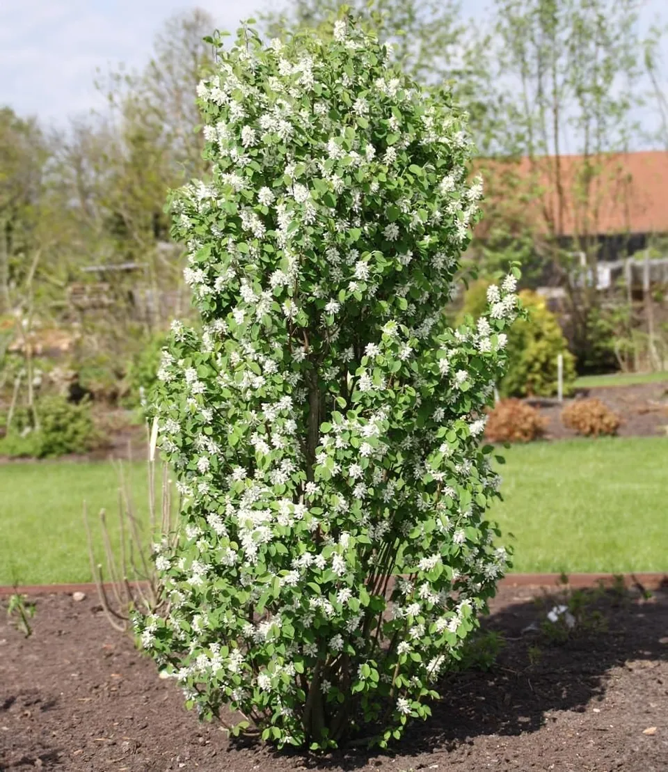 baldur-garten-felsenbirne-amelanchier-obelisk-s-ulen-obstpflanze-im-3-liter-topf image 1