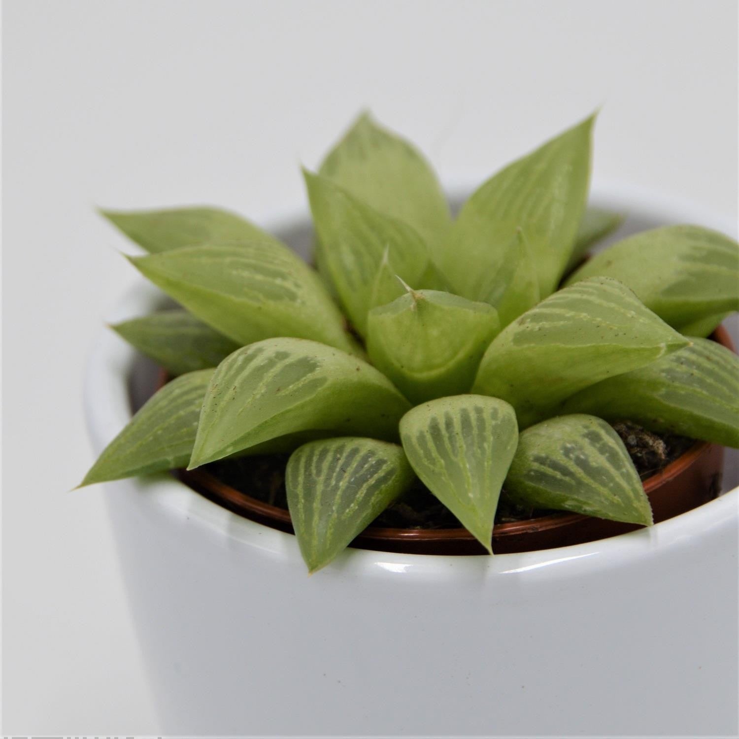 pasiora-haworthia-turgida-sukkulente-5-5cm image 2