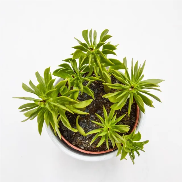 pasiora-peperomia-dolabriformis-sukkulente-10-5-cm-topf image 1