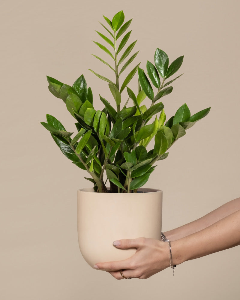 feey-gl-cksfeder-zamioculcas-zamiifolia-pflegeleichte-zimmerpflanze image 1