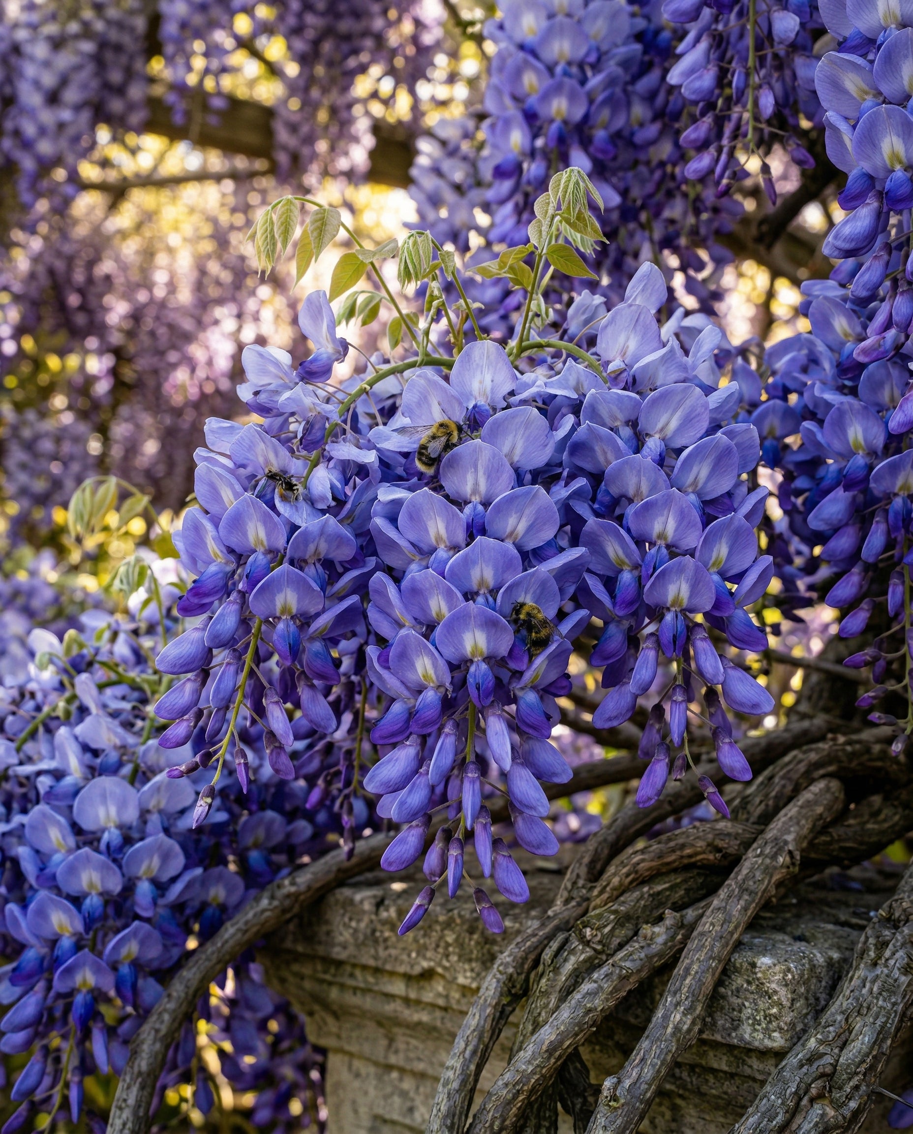 feey-glyzinie-wisteria-floribunda-caroline-kletterpflanze image 7