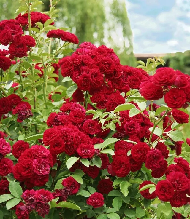 baldur-garten-rambler-rose-chevy-chase-wurzelballiert image 1