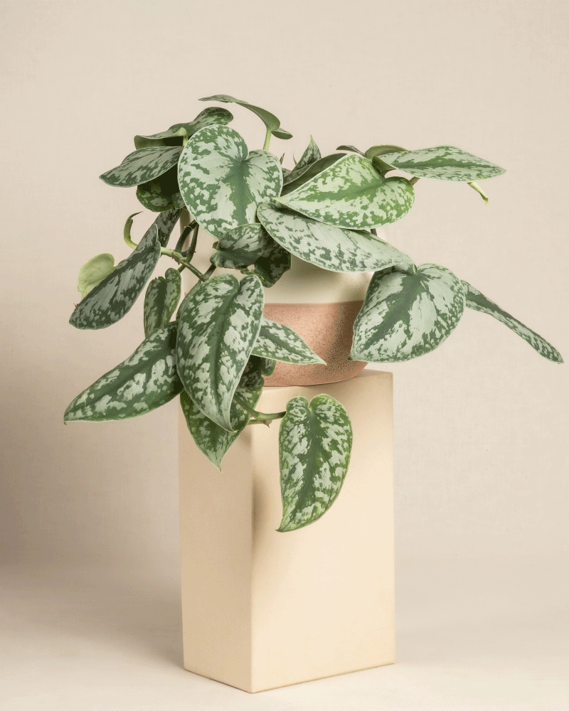 feey-gro-e-silbrige-efeutute-scindapsus-pictus-trebie-h-ngepflanze image 7