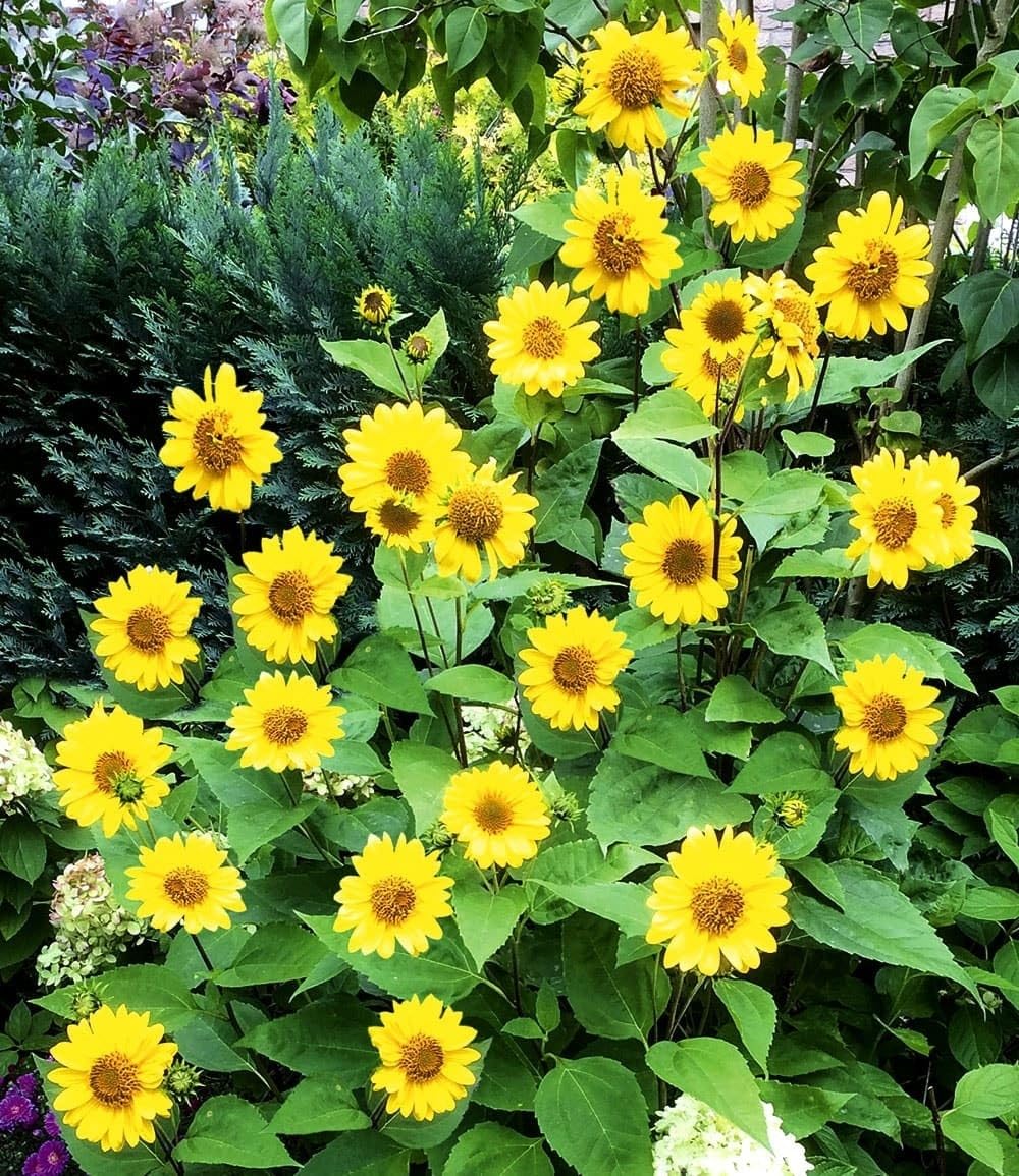 baldur-garten-2x-sonnenblume-suncatcher-winterhart-13-cm-topf image 4