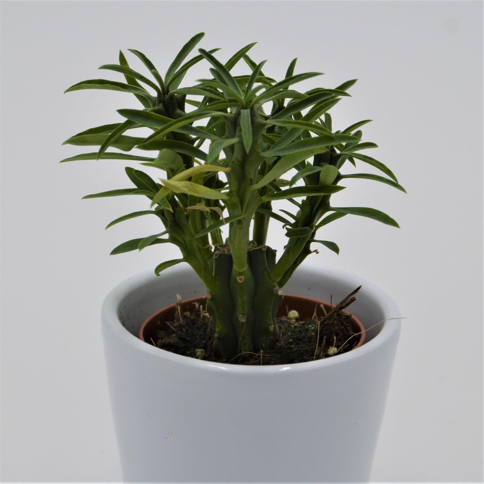 pasiora-euphorbia-loricata-sukkulente-5-5cm-topf image 1
