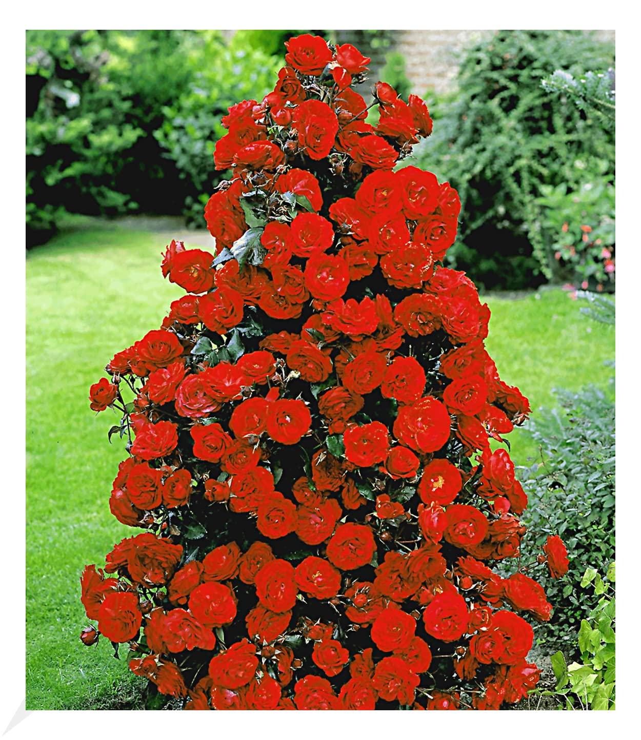baldur-garten-rote-duft-strauchrose-pflanze-wurzelnackt image 1
