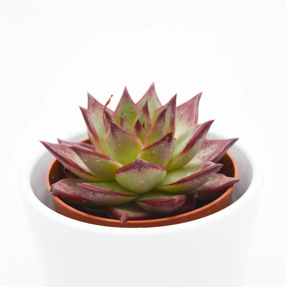 pasiora-echeveria-electra-8-5cm image 1