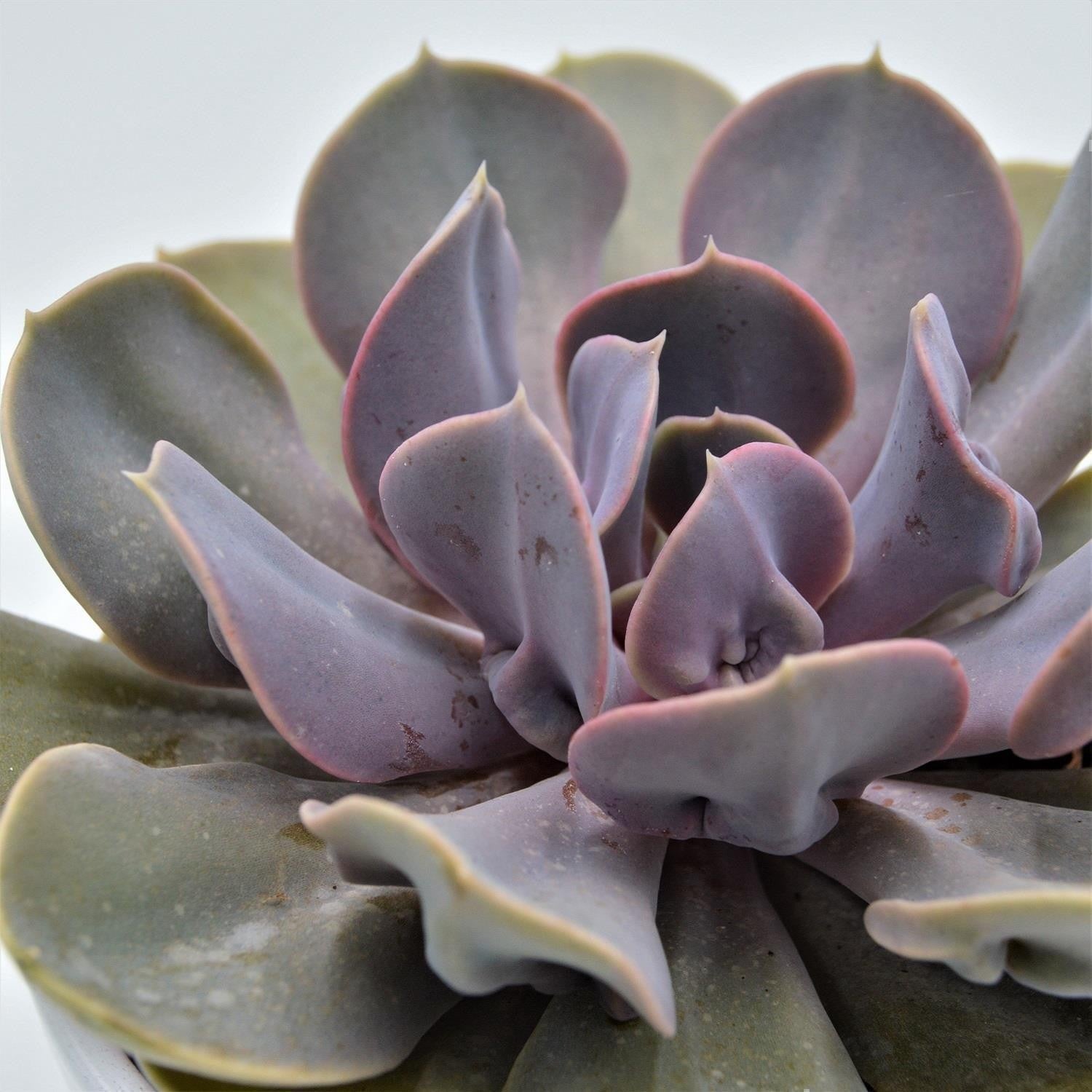 pasiora-echeveria-trompette-sukkulente-12-cm-topf image 1