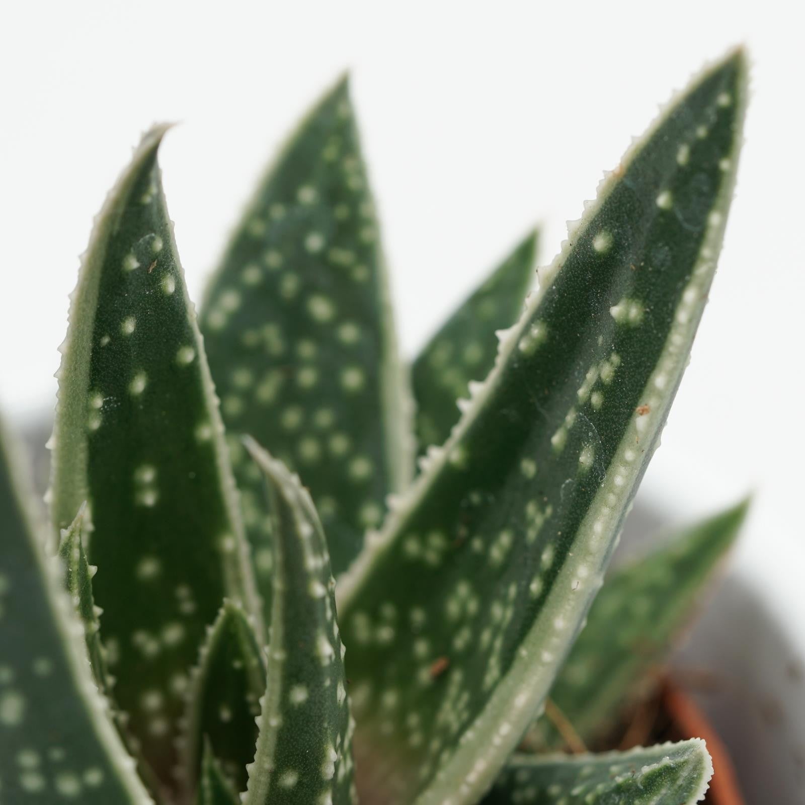 pasiora-x-gasteraloe-doreen-hybride-5-5-cm-topf image 4