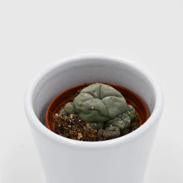 pasiora-lophophora-williamsii-cluster-kaktus-5-5cm-topf image 1