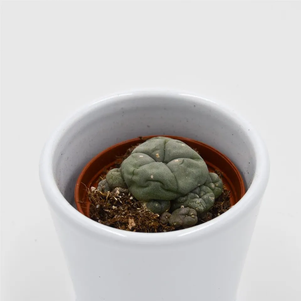 pasiora-lophophora-williamsii-cluster-kaktus-5-5cm-topf image 1
