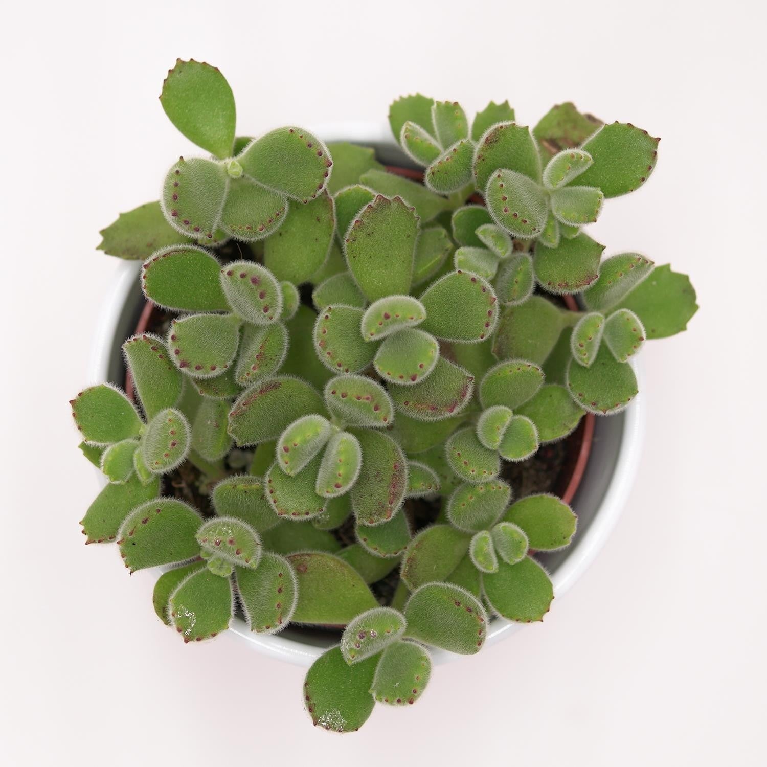 pasiora-cotyledon-tomentosa-b-rentatze-sukkulente-im-8-5cm-topf image 3
