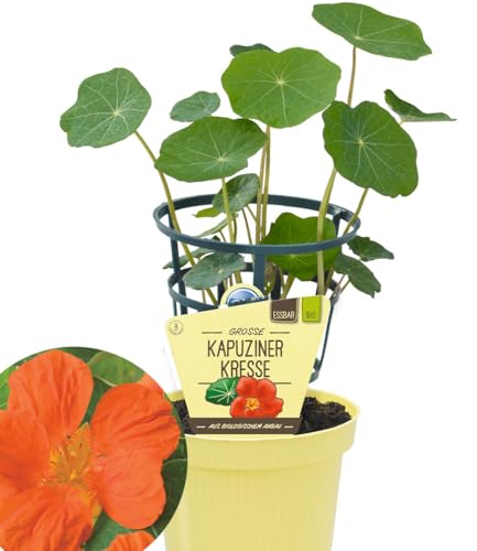 baldur-garten-bio-kapuzinerkresse-im-12-cm-topf image 4