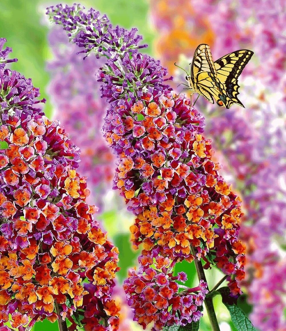 baldur-garten-sommer-flieder-papillion-tricolor-12-cm-topf image 6