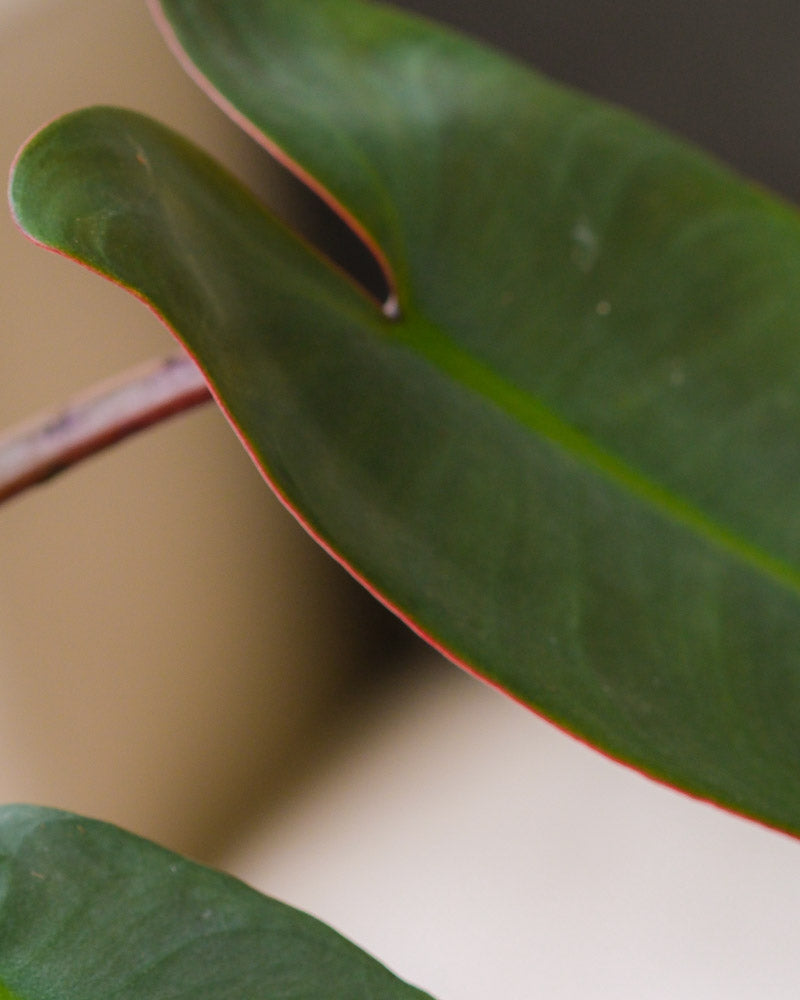 feey-philodendron-atabapoense-rarit-t-halbschattig image 2