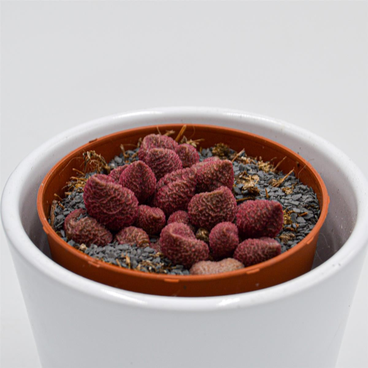 pasiora-adromischus-marianiae-red-coral-8-5cm-sukkulente image 2
