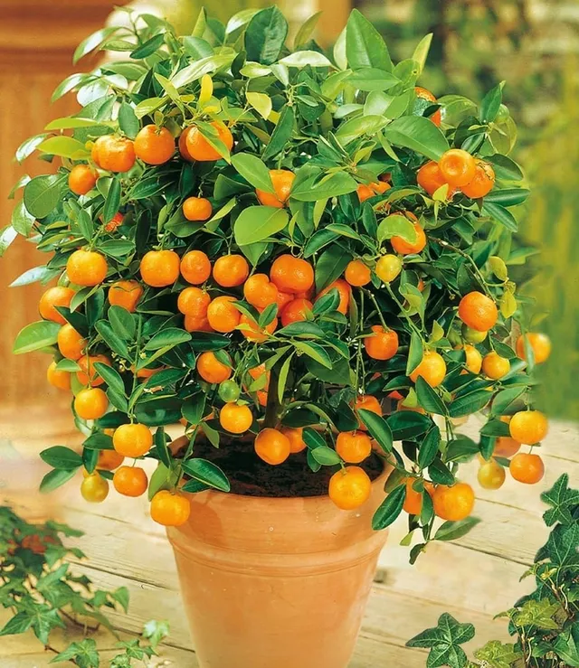 baldur-garten-orangen-b-umchen-calamondin-12-cm-topf image 1