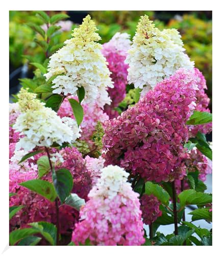 baldur-garten-freiland-hortensie-fraise-melba-9x9-cm-topf image 3