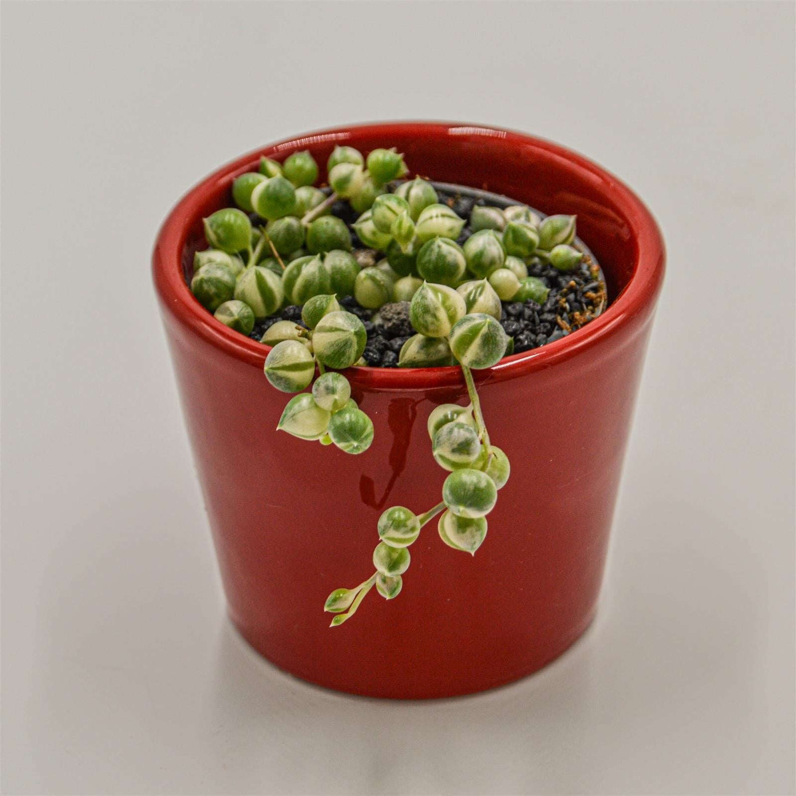 pasiora-senecio-rowleyanus-variegata-erbsenpflanze-6cm image 2