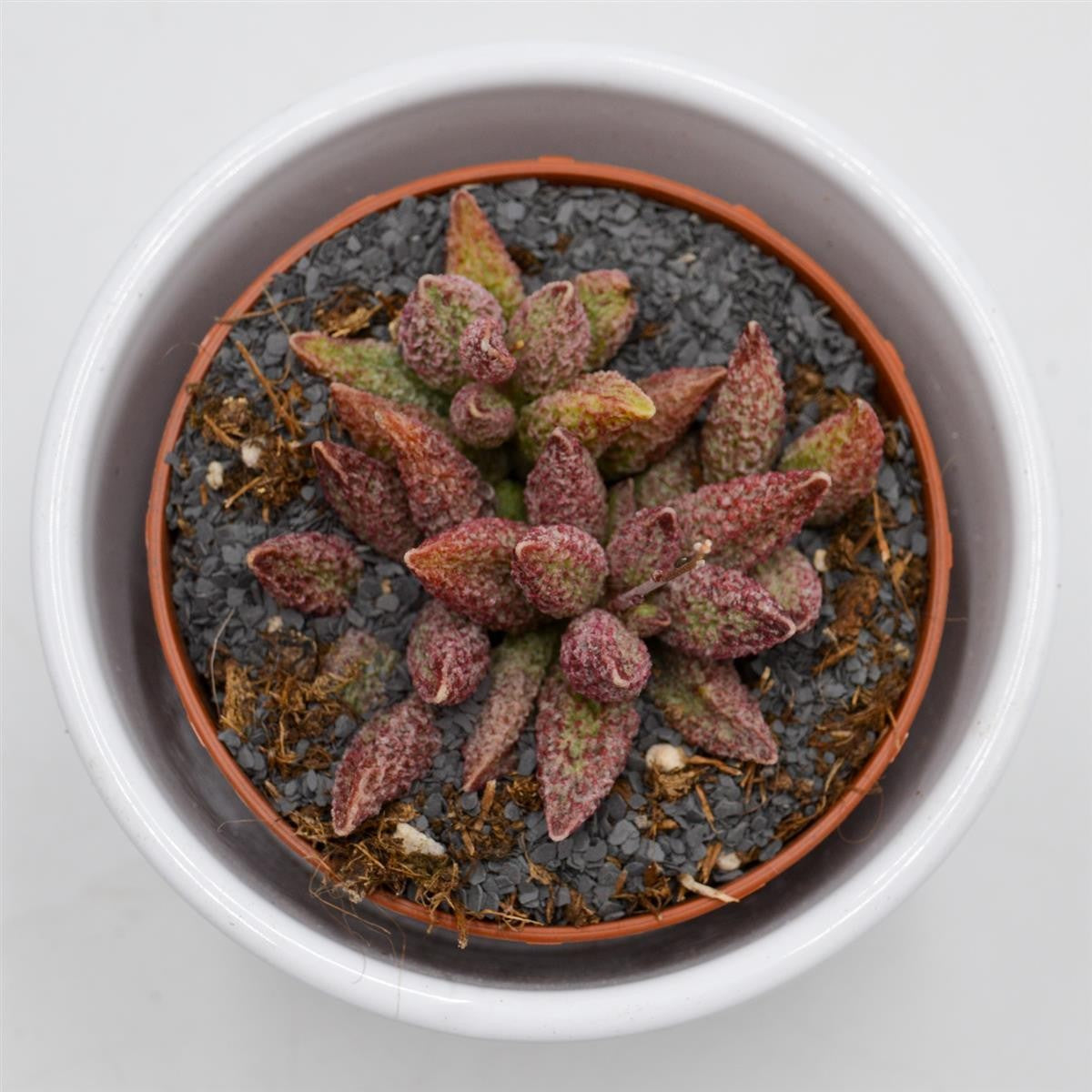 pasiora-adromischus-marianiae-var-antidorcatum-sukkulente-8-5-cm image 2