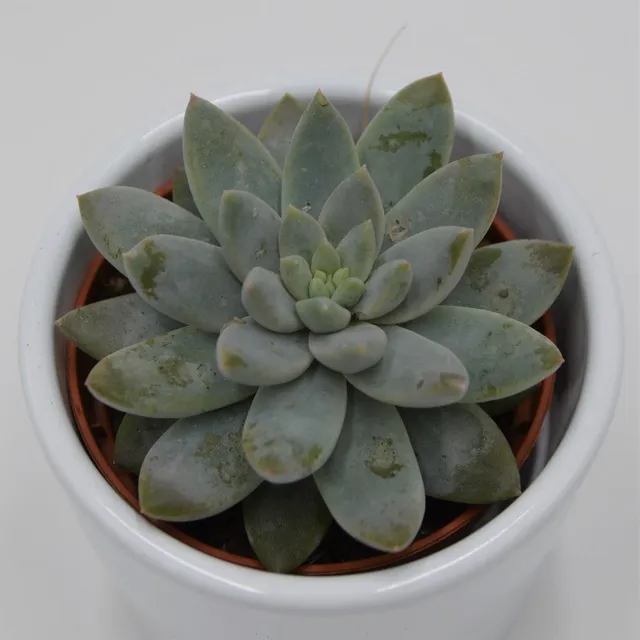 pasiora-echeveria-estrela-sukkulente-6cm-topf image 1