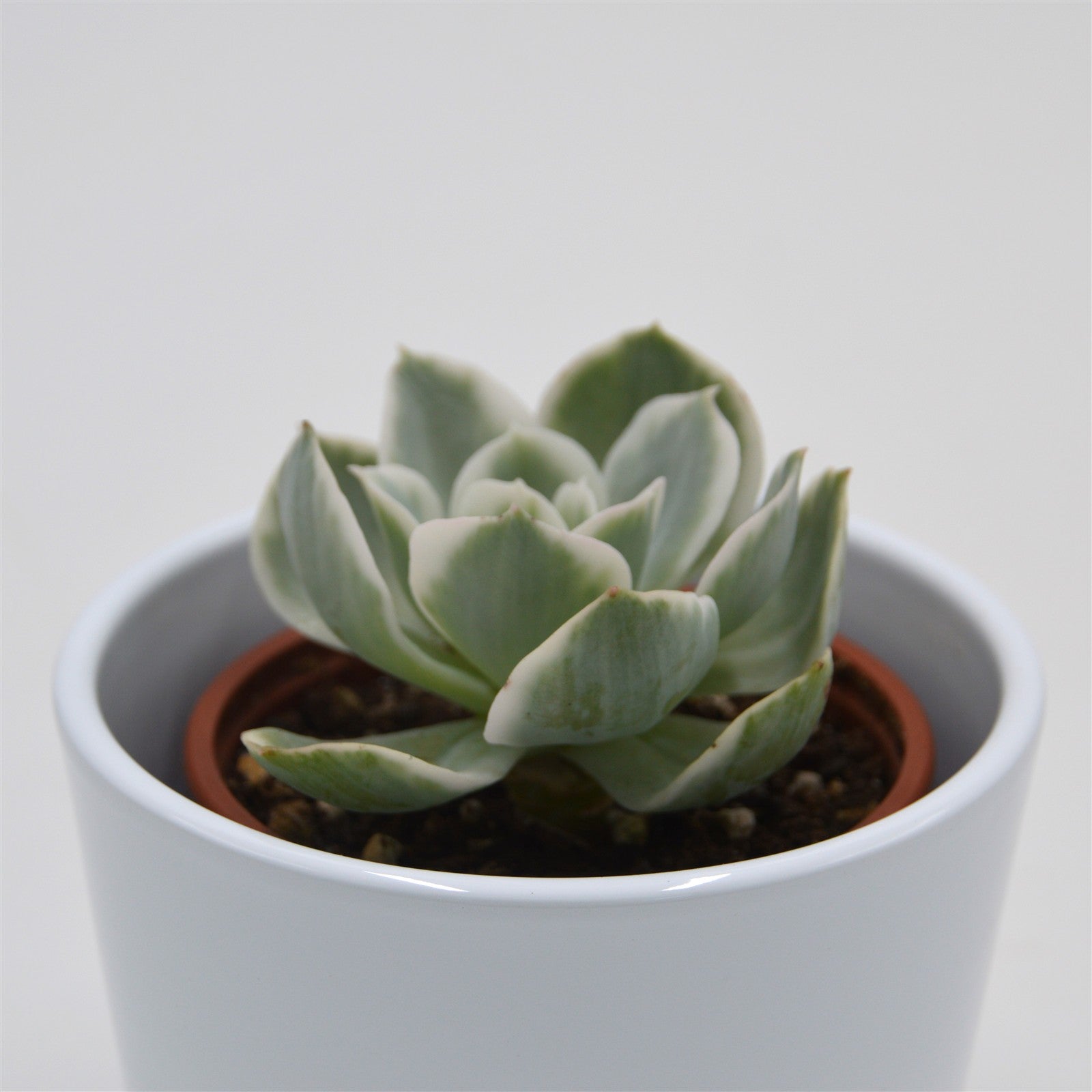 pasiora-echeveria-lemon-lime-f-variegata-sukkulente-8-5cm image 2