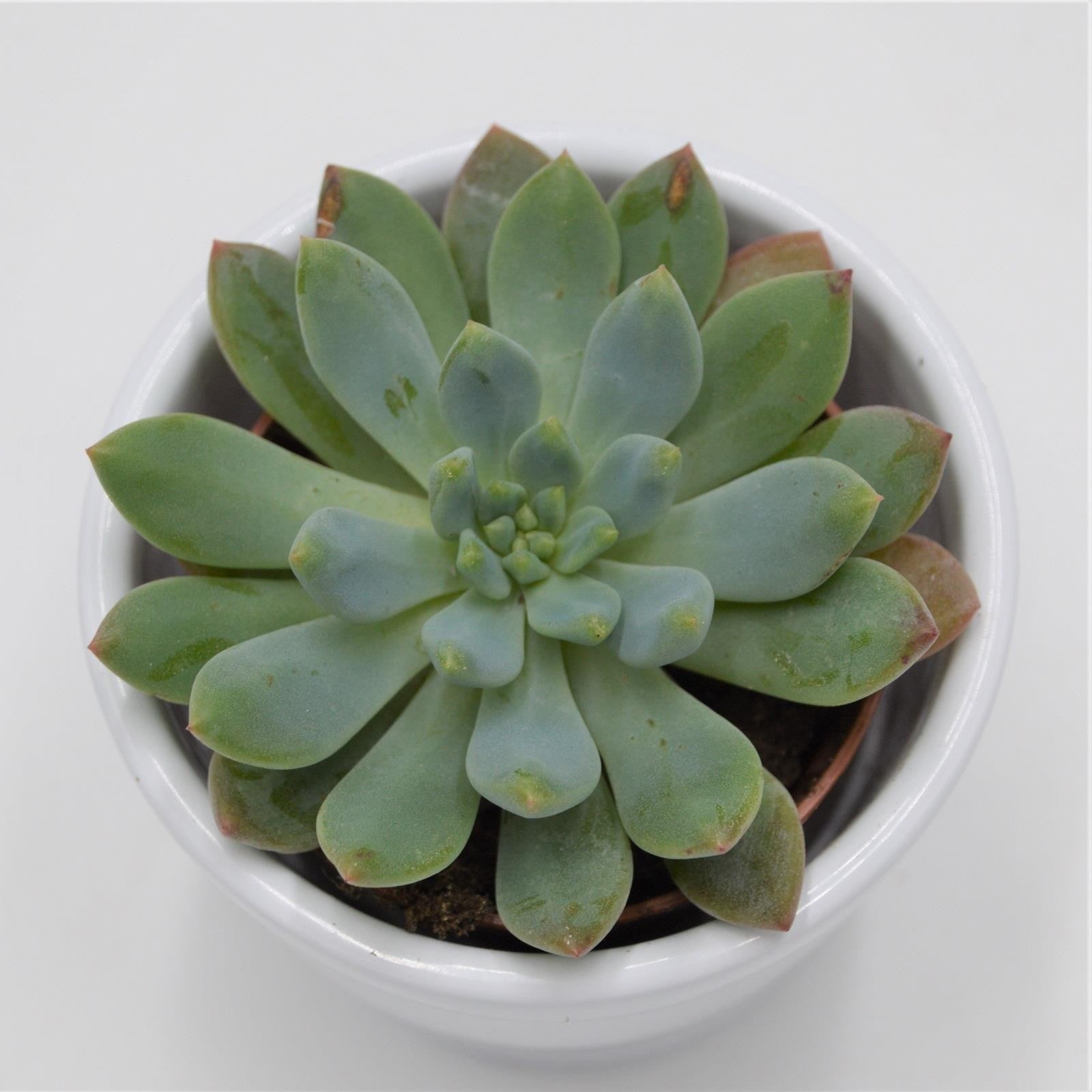 pasiora-x-sedeveria-blue-elf-sukkulente-im-5-5cm-topf image 2