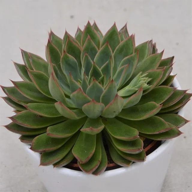 pasiora-echeveria-sagita-sukkulente-10-5cm-topf image 1