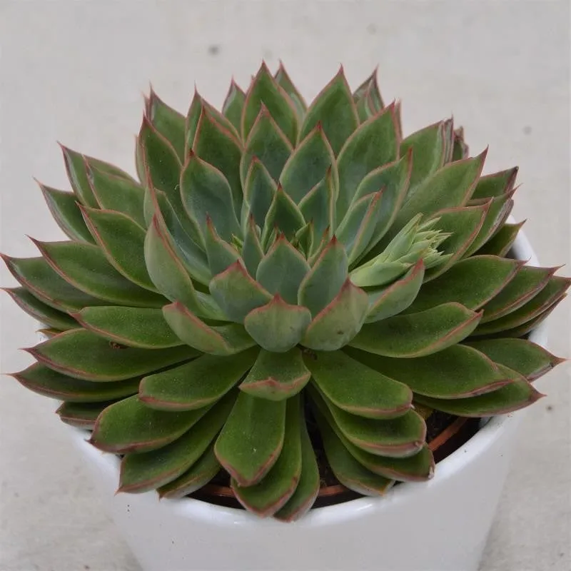 pasiora-echeveria-sagita-sukkulente-10-5cm-topf image 1