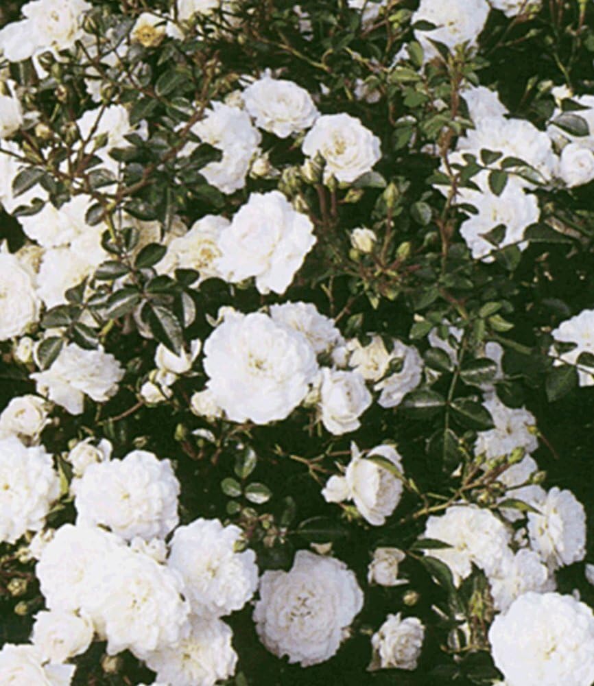 baldur-garten-bodendeckerrose-sea-foam-wei-e-rose-9x9-cm-topf image 2