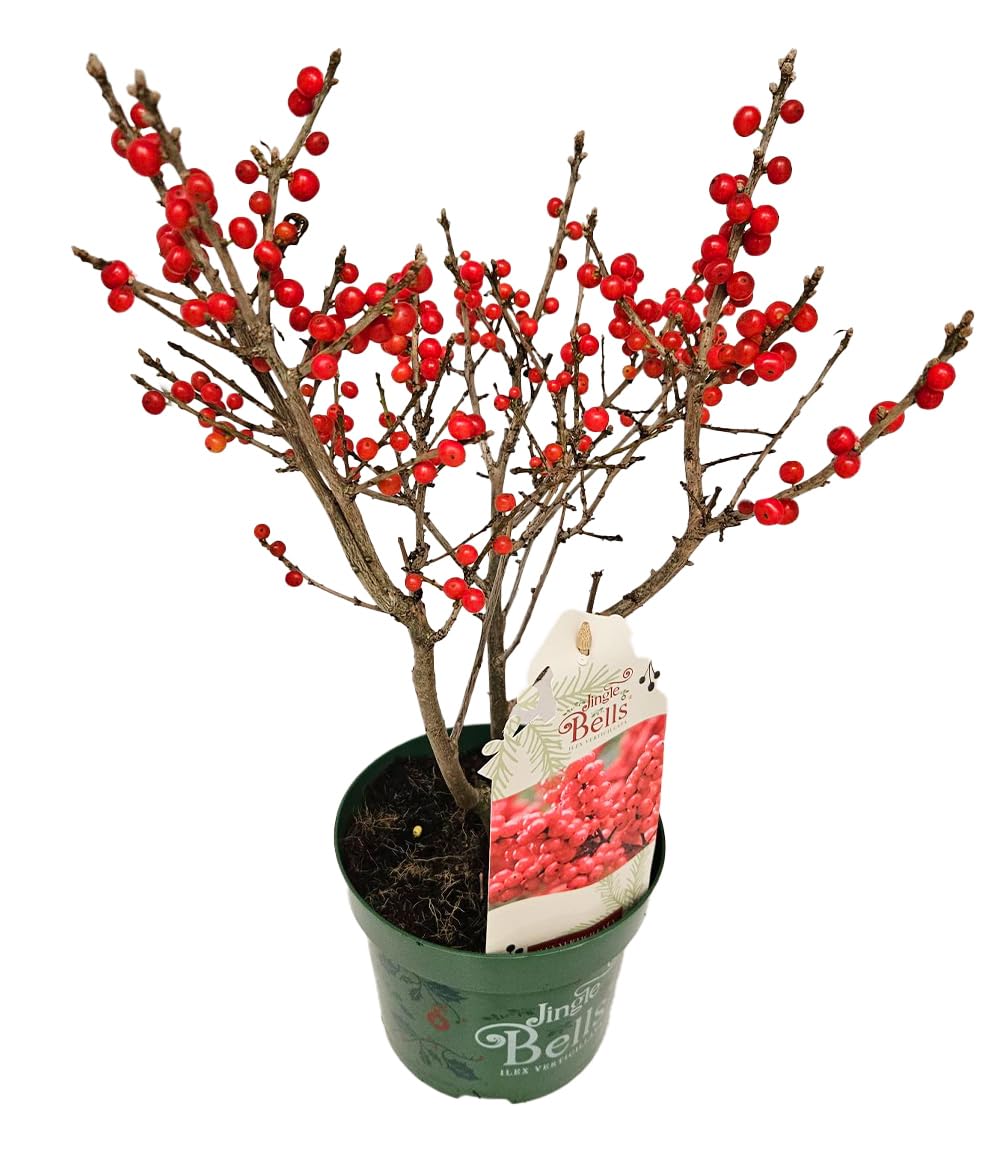 baldur-garten-ilex-jingle-bells-2-liter-topf-30-40-cm image 2