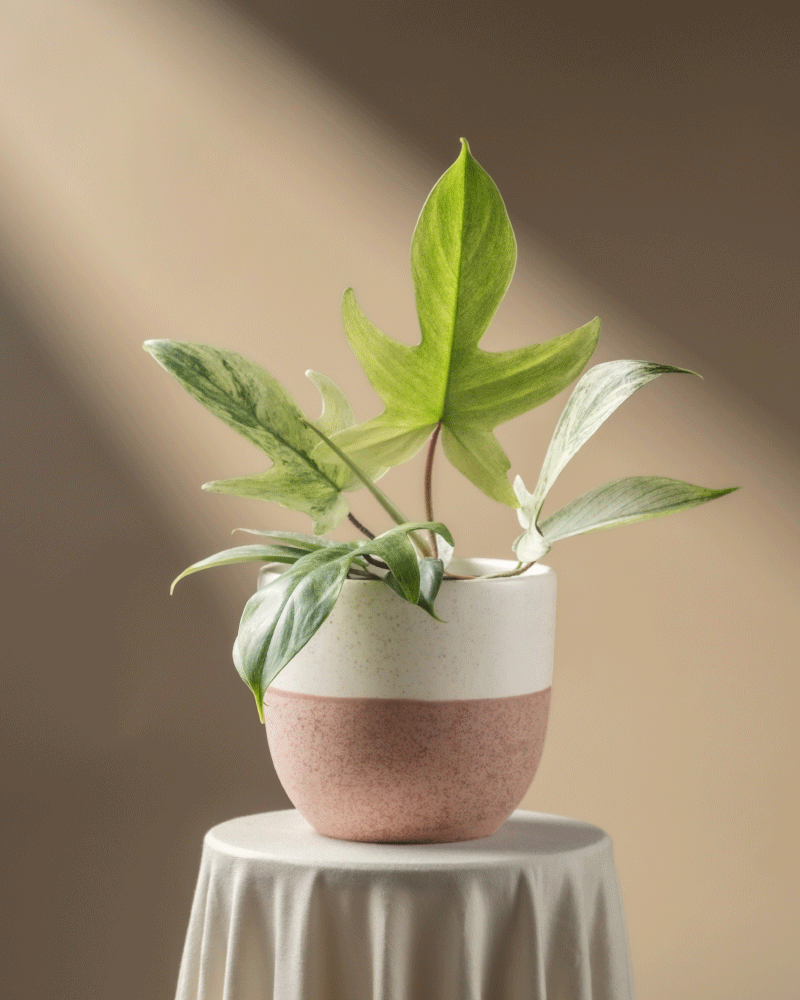 feey-philodendron-florida-ghost-rarit-t image 5