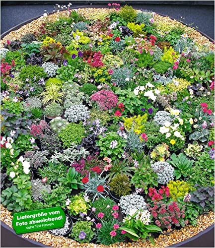 baldur-garten-8er-steingarten-stauden-mix-winterharte-stauden-im-9x9-cm-topf image 4