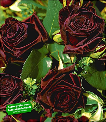 baldur-garten-edelrose-black-baccara-wurzelballiert image 4