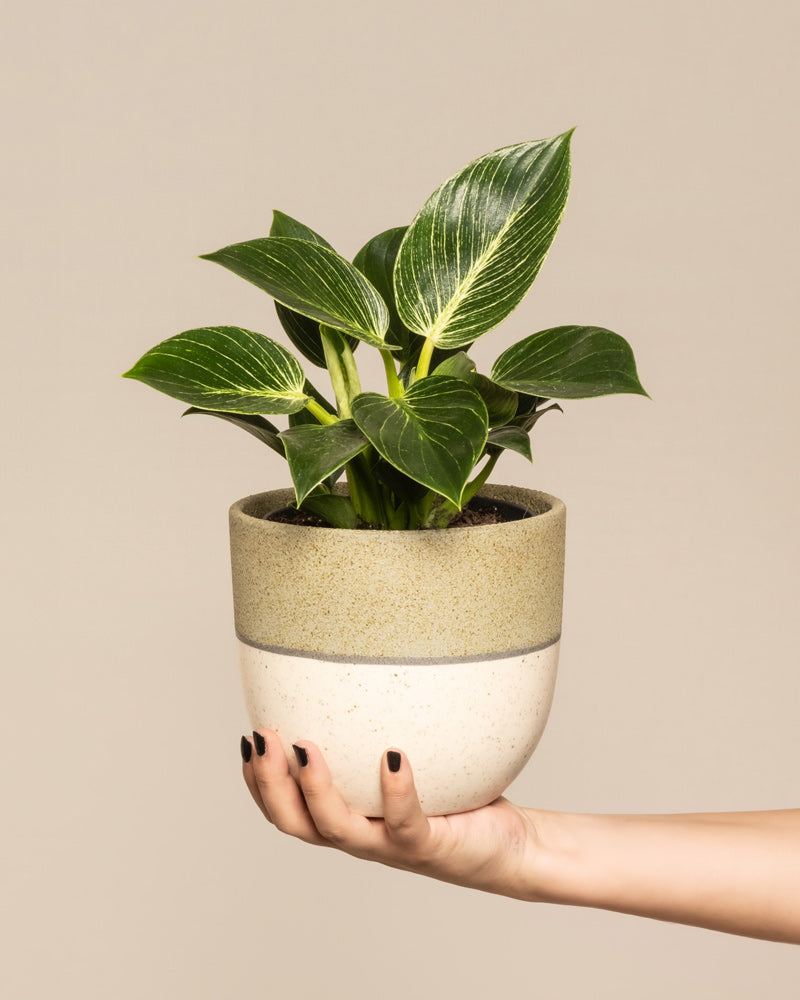 feey-philodendron-birkin-white-measure-zimmerpflanze image 1