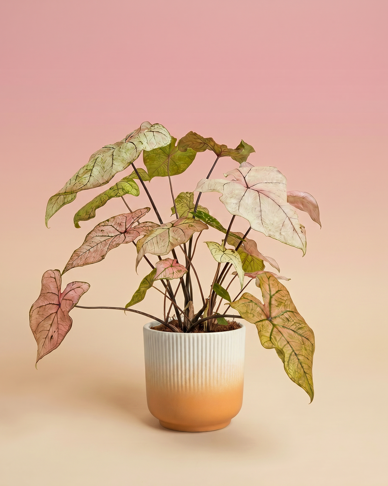 feey-caladium-spring-fling-zimmerpflanze image 7