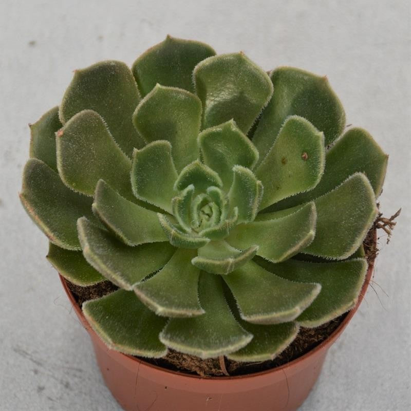 pasiora-echeveria-brown-rose-echeverie-9cm image 1