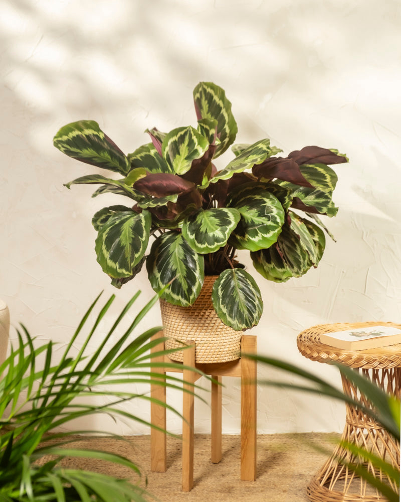 feey-grosse-calathea-roseopicta-medallion-zimmerpflanze image 4