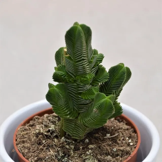 pasiora-crassula-pyramidalis-sukkulente-8-5cm image 1