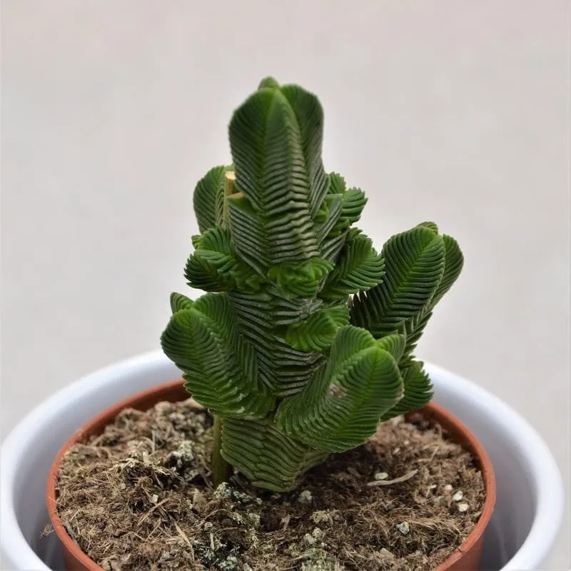 pasiora-crassula-pyramidalis-sukkulente-8-5cm image 1