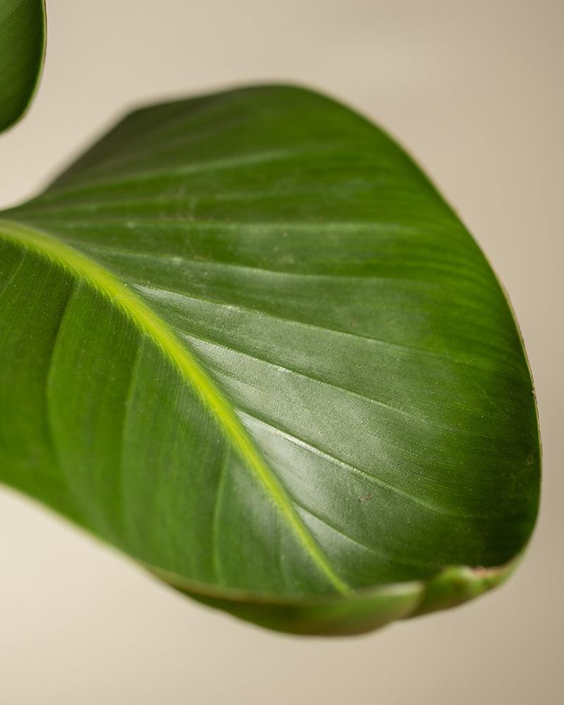 feey-gro-e-strelitzie-strelitzia-nicolai-zimmerpflanze image 2